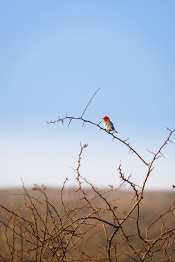 Kırmızı başlı weaver kuş (Anaplectes rubriceps) Botswana, Afrika