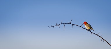 Botsvana Afrika kuş