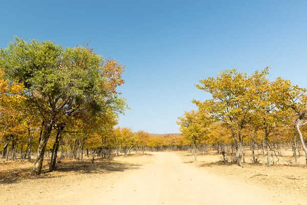 Africa in autunno — Foto Stock