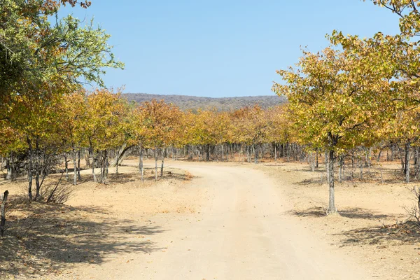 Afrika im Herbst — Stockfoto