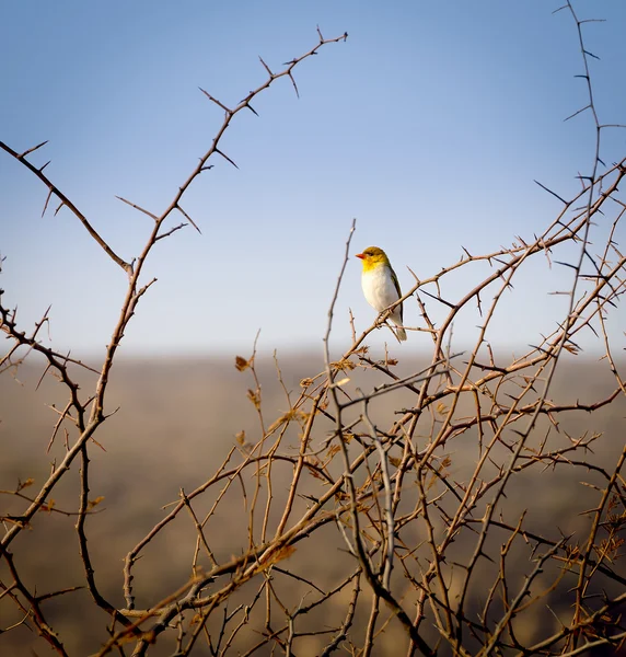 鸟在博茨瓦纳非洲 — 图库照片