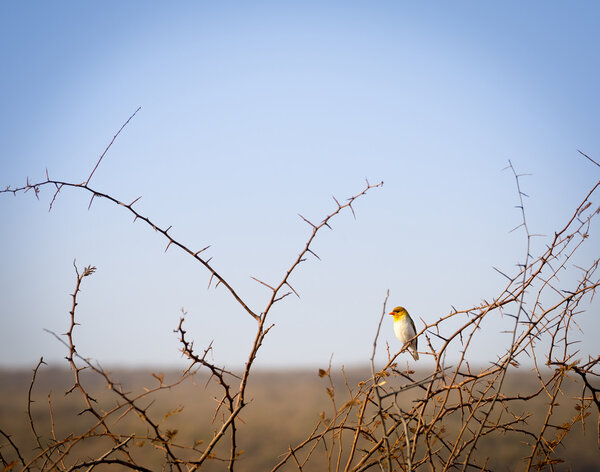 Red headed weaver bird (Anaplectes rubriceps) in Botswana, Africa