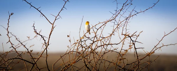 Madár Botswana Afrikában — Stock Fotó