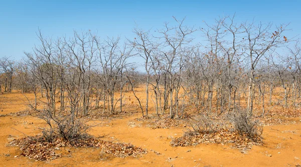 Botswana in Autumn — Stock Photo, Image
