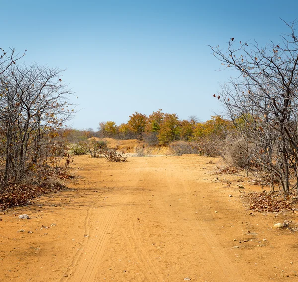 Ботсвана осенью — стоковое фото
