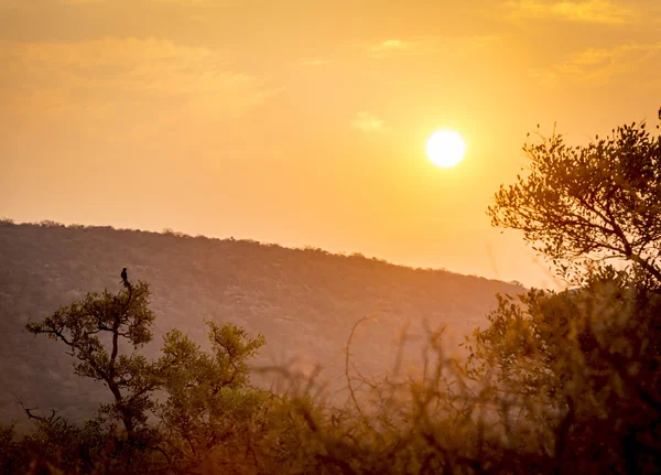 Під час заходу сонця небо Ботсвани — стокове фото