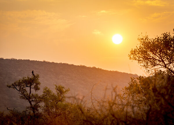 Sunset sky through trees and hills in Botswana, Africa, with a silhouetted bird watching the sun set