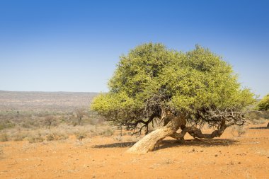 Afrika ağaç