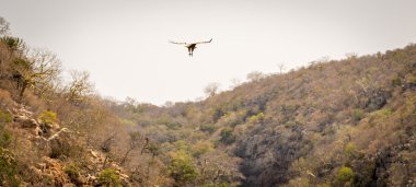 Vulture Soaring in Flight clipart