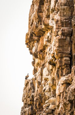 Cliff üzerinde akbaba
