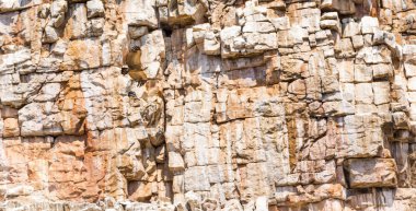 Gökyüzünde süzülen akbaba