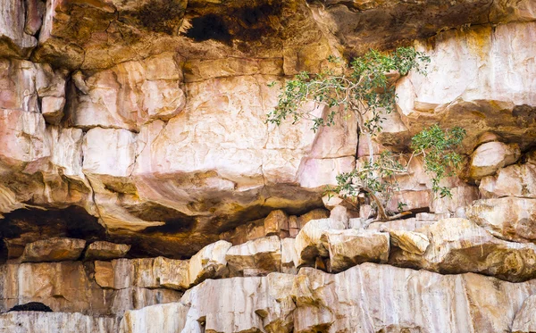 岩石悬崖上的绿树 — 图库照片
