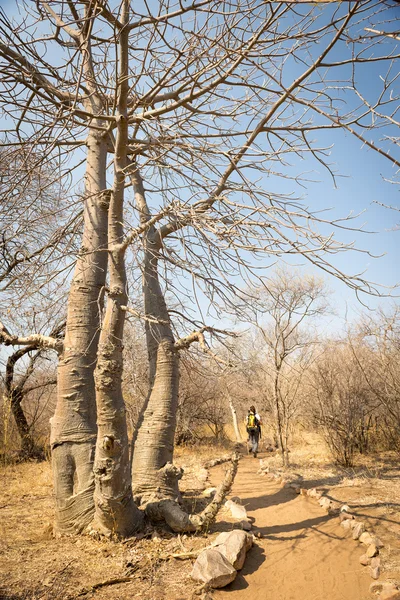 Randonnée en Afrique — Photo