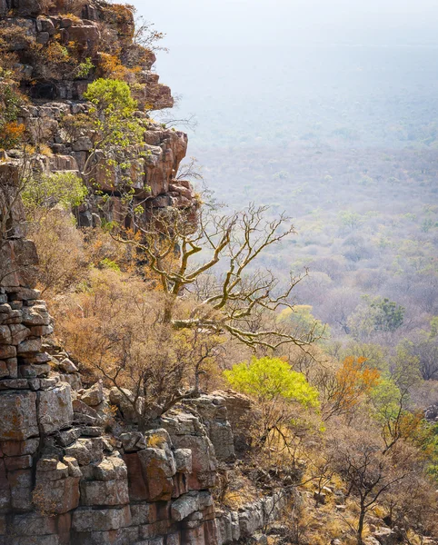 Moremi rokle Botswana — Stock fotografie