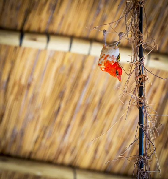 Kırmızı başlı Weaver kuş — Stok fotoğraf