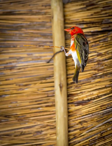 Tête rouge oiseau tisserand — Photo