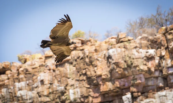 Vulture Flying in Canyon — Stock Photo, Image