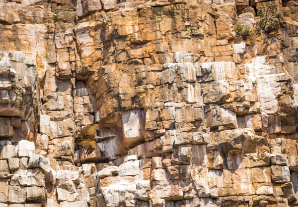 Geier im Flug — Stockfoto