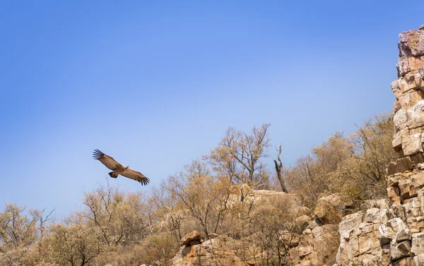 在飞行中展翅翱翔的兀鹫 — 图库照片