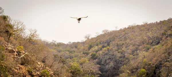 Buitre volando en vuelo — Foto de Stock