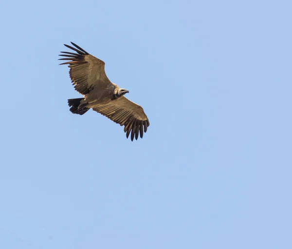 Vulture Flying Overhead — Stock Photo, Image