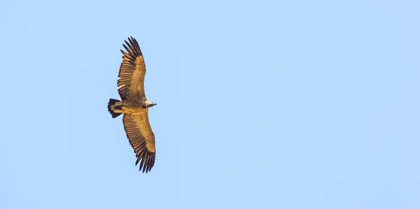 Soberano de voo de abutre — Fotografia de Stock