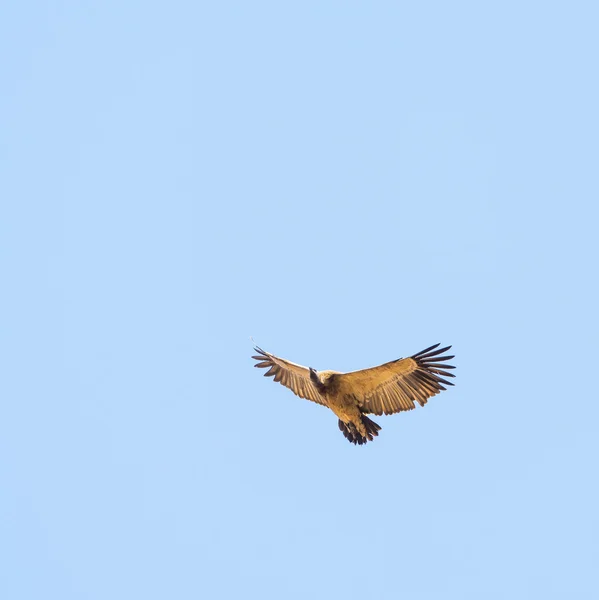 Frais généraux de vol de vautour — Photo