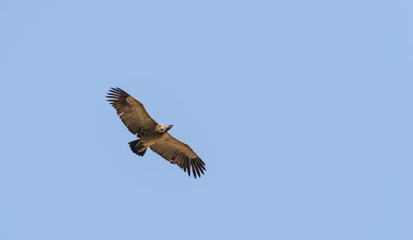 Gier tijdens de vlucht — Stockfoto