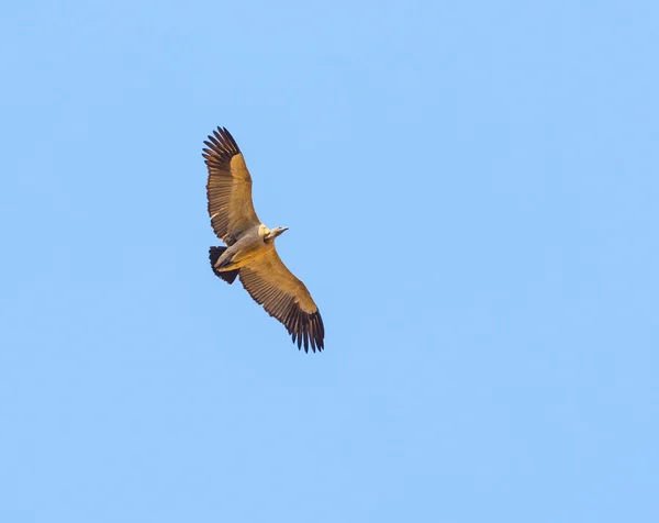 Avvoltoio in volo — Foto Stock