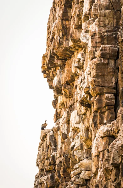 Geier auf Klippe — Stockfoto