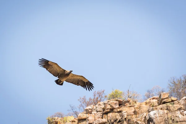 Vulture Soaring in Sky — Stock Photo, Image