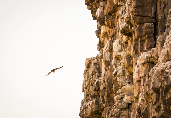 Vautour s'envole dans le ciel — Photo