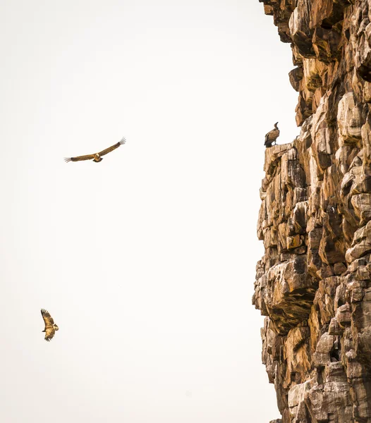 Vautour s'envole dans le ciel — Photo