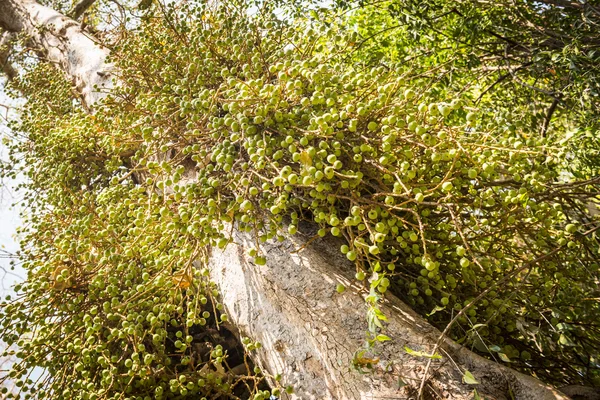 Wild Figs on Fig Tree — Stock Photo, Image