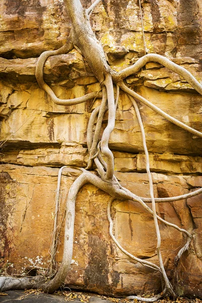 Fig Tree Roots — Stock Photo, Image