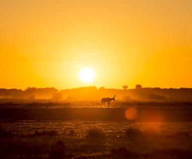 Afrika günbatımı Impala