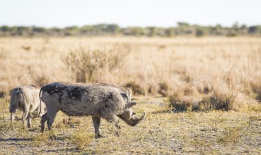 Warthog Botsvana