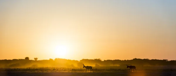 Afrikanischer Sonnenuntergang Impala — Stockfoto