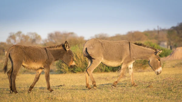 Åsnan i Afrika — Stockfoto