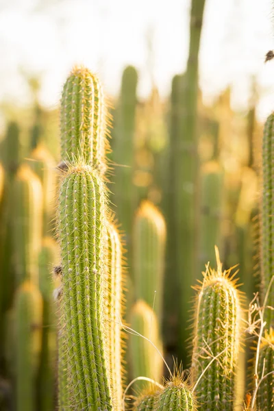 Kaktusové pole rostliny — Stock fotografie