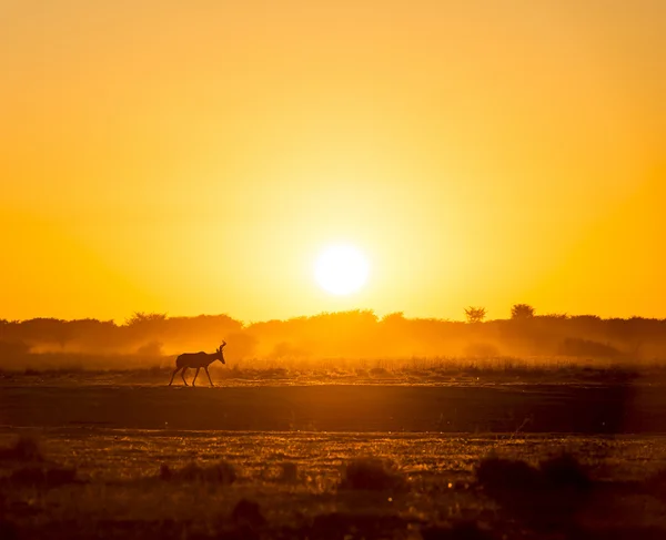 アフリカの夕日インパラ — ストック写真