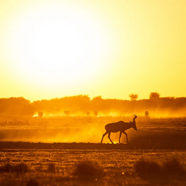 África Sunset Impala — Fotografia de Stock