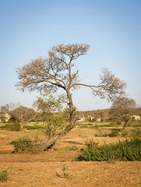 Botswana drzewa obszarów wiejskich — Zdjęcie stockowe