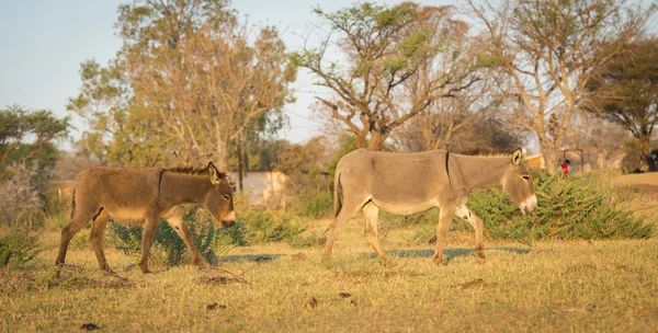 Donkey in Botswana — Stockfoto