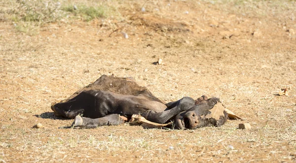 Ölü inek bozulması — Stok fotoğraf