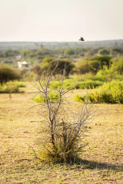 Pássaro voando sobre a árvore — Fotografia de Stock
