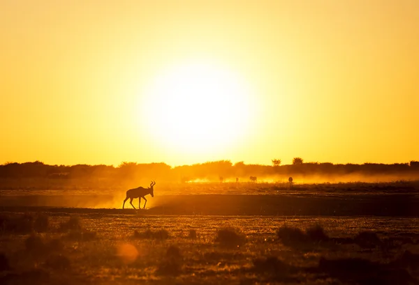 Африка Закат Импала — стоковое фото