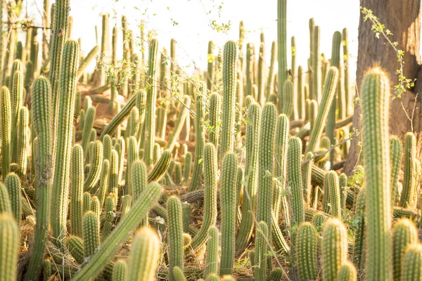 Campo de la planta de cactus —  Fotos de Stock