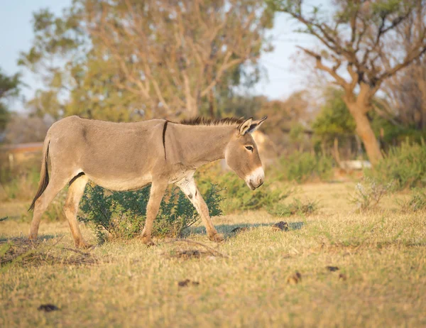 Donkey in Africa — Stock Photo, Image