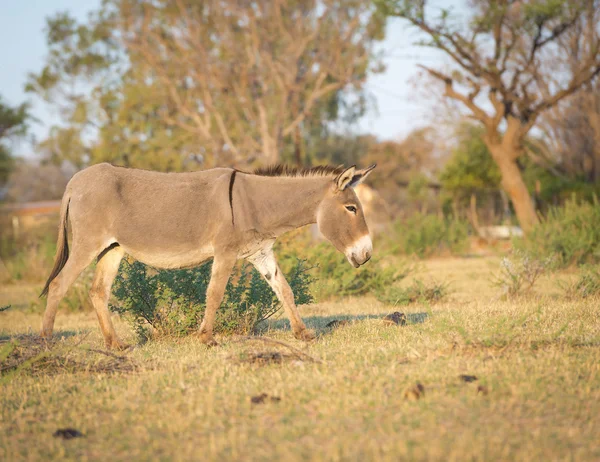 Åsnan i Afrika — Stockfoto